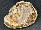 Ancient Petrified Wood Fossil Specimen