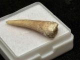 Enchodus 60 Million Year old Fish Tooth Fossil Specimen