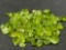 104ct Lot of Peridot Gemstones