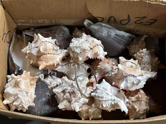 Box of Sea Shells