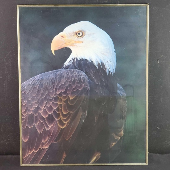 Framed portrait of american bald eagle poster/print