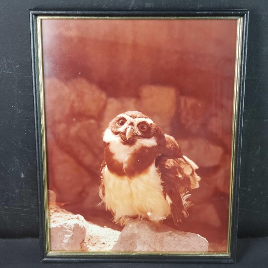 Framed photograph of baby Owl