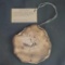 Piece of polished petrified wood from north western U.S.