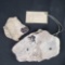 2 Pieces with fossilized Trilobites from approx. 600 million years ago.