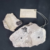 2 Pieces with fossilized Trilobites from approx. 600 million years ago.
