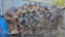 Large pile of firewood approx. 60in. tall 120in. wide 48in. depth