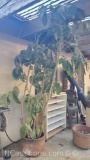 Ficus tree in pot