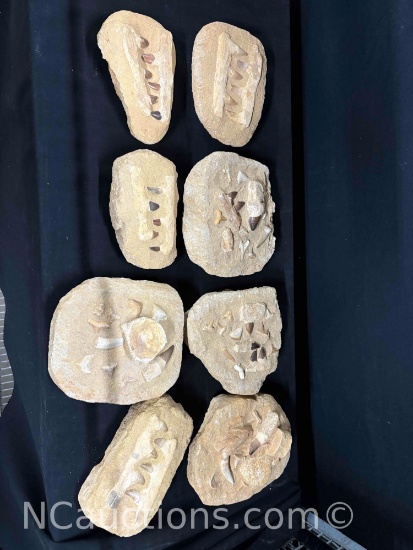 box of fossil shark teeth, bones, eggs. man made