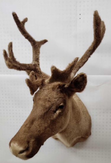 Canadian Cow Caribou Shoulder Mount