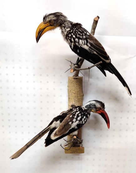 Hornbill Bird Mount