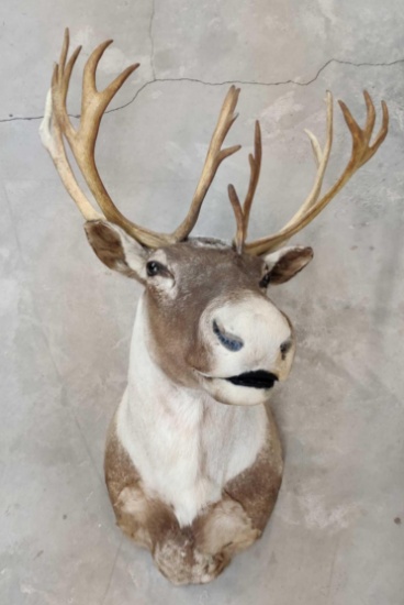 Candian Woodland Caribou Shoulder Mount