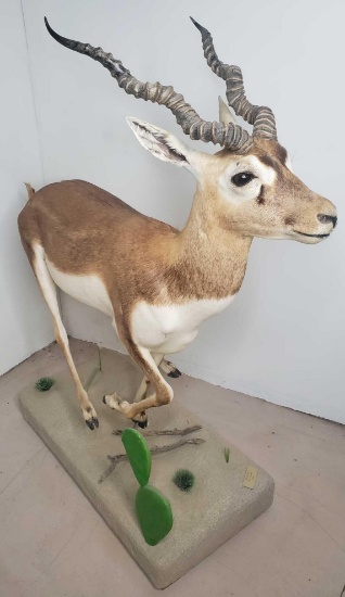 Argentine Black Buck Full Body Mount