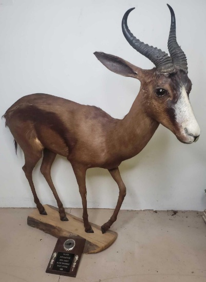 Black Springbok mount, South Africa