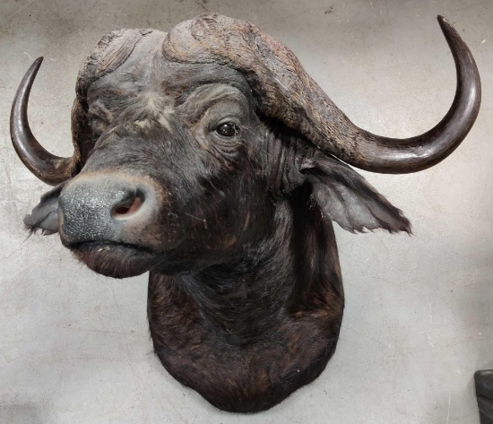 African Cape Buffalo Mount