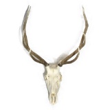 Nine Point Elk Skull