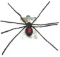 NOS Halloween Black Widow Spider with 8