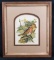 Framed Vortigern Bird Print by Dan Vaughn 1970