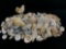 Vintage Lot Of Natural Sea Shells