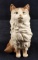 Vintage Yoko Boeki Hand Painted Porcelain Cat Japan