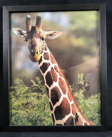 Animal Kingdom Giraffe Wild Animal Canvas Picture Wall Art Poster Print Home Decor