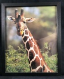 Animal Kingdom Giraffe Wild Animal Canvas Picture Wall Art Poster Print Home Decor