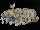 Vintage Lot Of Natural Sea Shells