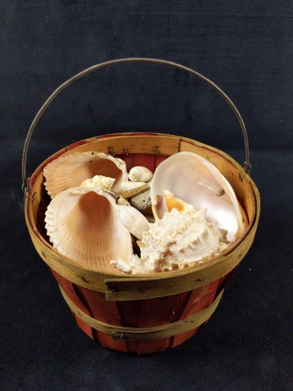 Basket Of Nautical Natural Seashells 4LB