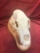 Alaskan Brown Bear Skull