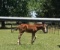 3 month old colt, grade quarter type. Dam Bay quarter Pony 14hh and sire unknown. Halter broke and