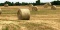 (25) 4 X 5 1/2 Round Bales Wheat Hay - Baled 2020 - Load Yourself
