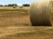 (25) 4 X 5 1/2 Round Bales Wheat Hay - Baled 2020 - Load Yourself