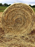 (25) 4 X 5 1/2 Round Bales Wheat Hay - Baled 2020 - Load Yourself