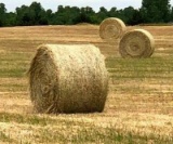 (25) 4 X 5 1/2 Round Bales Wheat Hay - Baled 2020 - Load Yourself