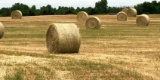 (25) 4 X 5 1/2 Round Bales Wheat Hay - Baled 2020 - Load Yourself