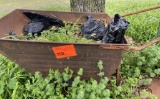 Garden Wheelbarrow