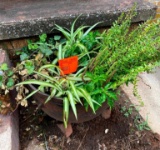 Misc Plants w/Flower Pot