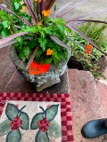 Misc Plants w/Flower Pot