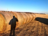 10 Bluestem Round Bales