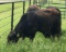 Registered Yearling Angus Bull. Tag 160 - Click on picture to see more info