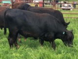 Registered Yearling Angus Bull. Tag 178 - Click on picture to see more info