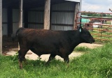 Registered Yearling Angus Bull, Tag 170 - Click on picture to see more info
