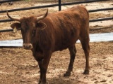 Miniature Brindle Exposed Cow