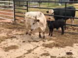 6 Miniature Longhorn Cross Pairs 2-5 years old