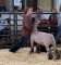 KYLA BONDS - MUSTANG FFA - SHEEP