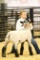 MORGEN BRANSON - BANNER 4-H - Sheep