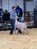 CALEB BARTON - MUSTANG FFA - Sheep