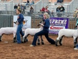 ASHER BARTLETT MUSTANG FFA - Sheep