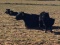 14 Cows Black Angus