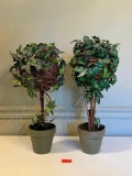 Ivy Topiary Trees