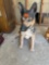 Dog statue